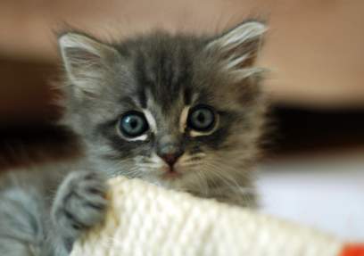 A kitten holding some white yarn